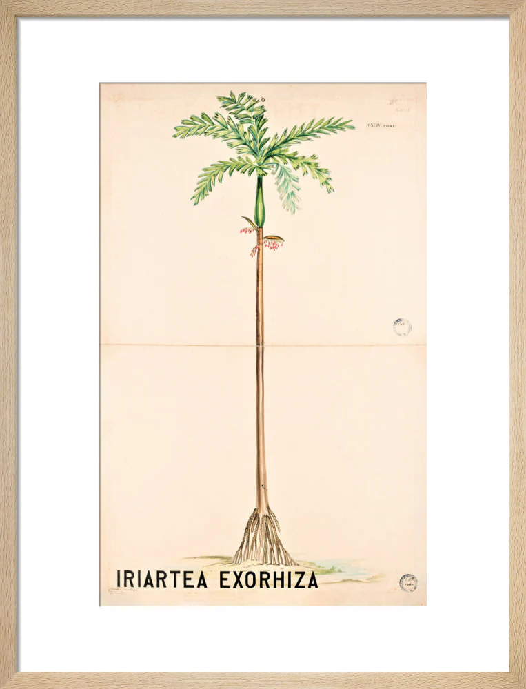 Iriartea Exorrhiza from John Hutton Balfour Teaching Diagram Collection - Image 11