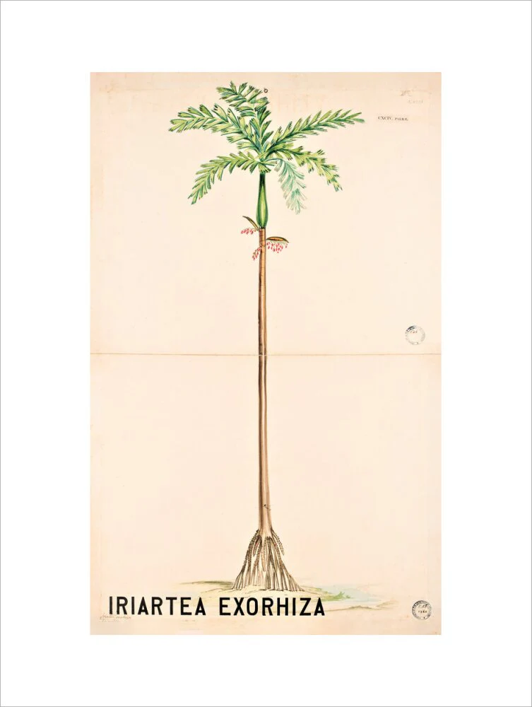 Iriartea Exorrhiza from John Hutton Balfour Teaching Diagram Collection - Image 12