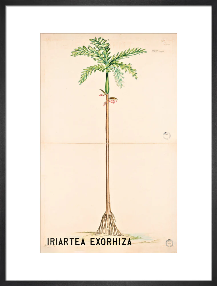 Iriartea Exorrhiza from John Hutton Balfour Teaching Diagram Collection - Image 13