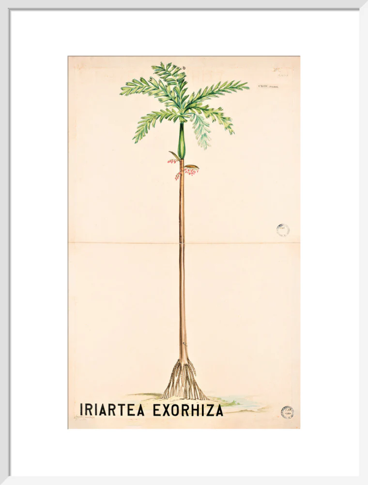 Iriartea Exorrhiza from John Hutton Balfour Teaching Diagram Collection - Image 14
