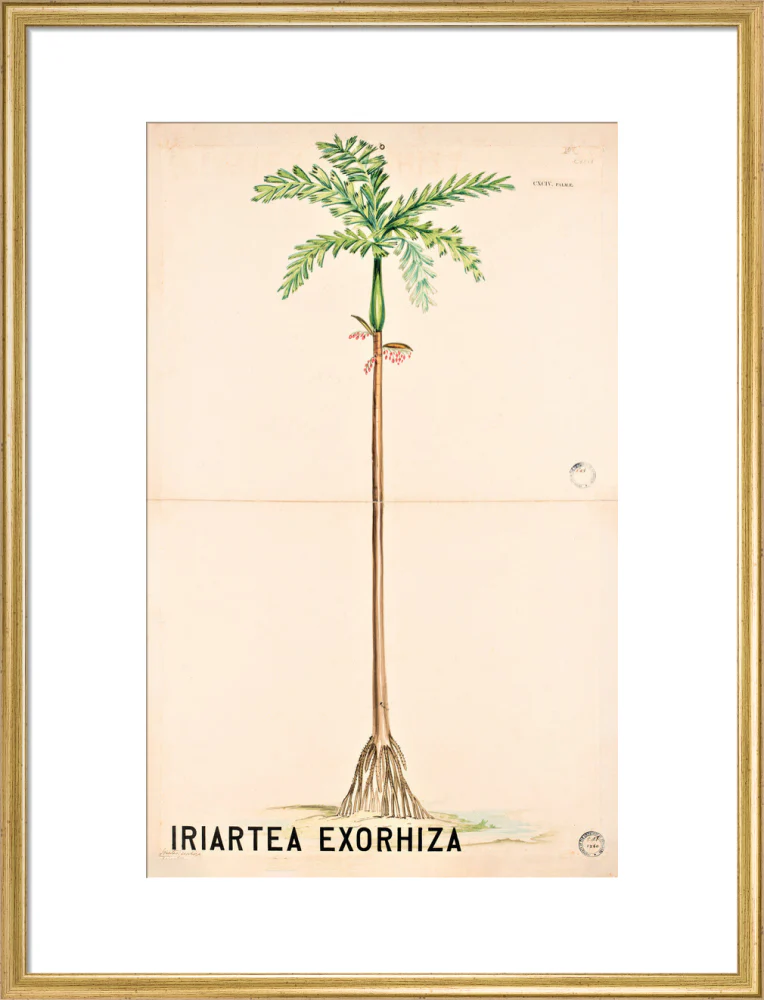 Iriartea Exorrhiza from John Hutton Balfour Teaching Diagram Collection - Image 15
