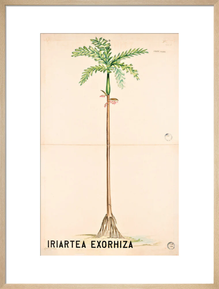 Iriartea Exorrhiza from John Hutton Balfour Teaching Diagram Collection - Image 16