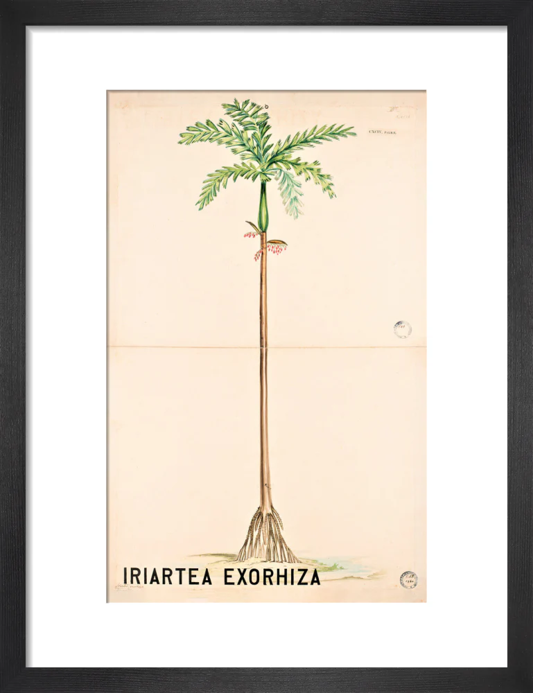 Iriartea Exorrhiza from John Hutton Balfour Teaching Diagram Collection - Image 3