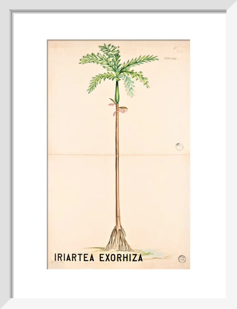 Iriartea Exorrhiza from John Hutton Balfour Teaching Diagram Collection - Image 4