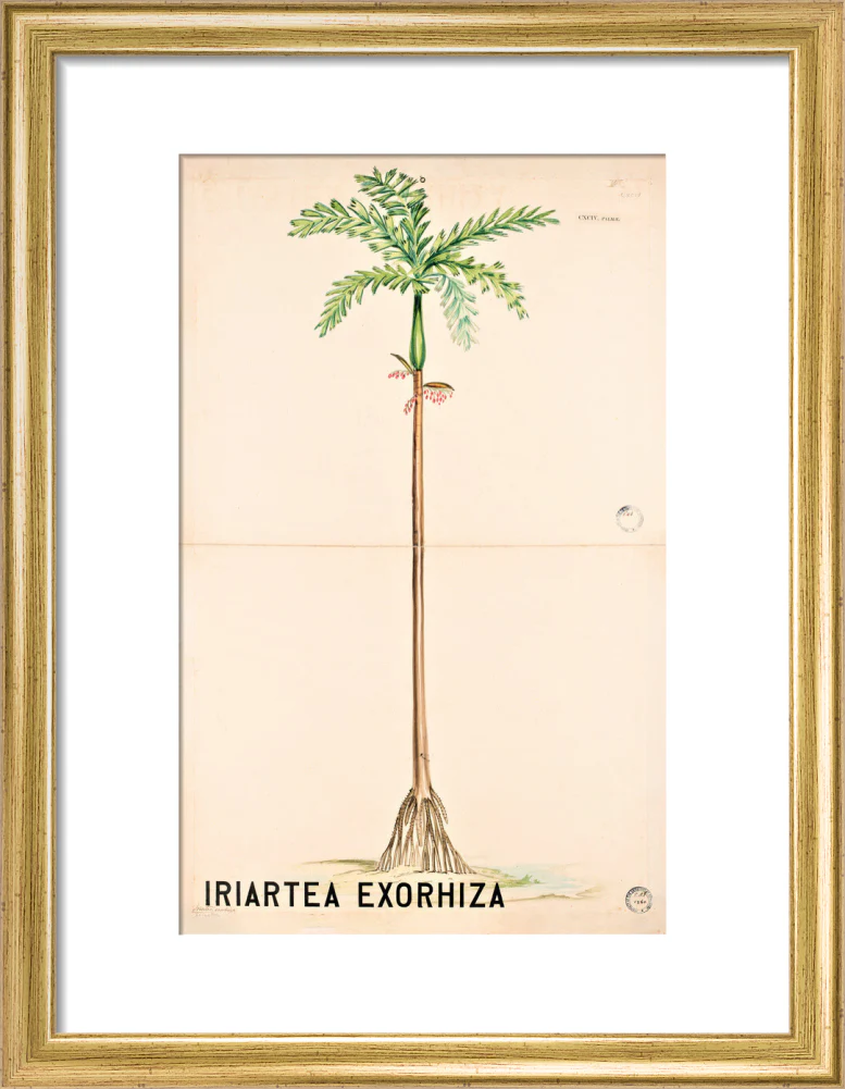 Iriartea Exorrhiza from John Hutton Balfour Teaching Diagram Collection - Image 5