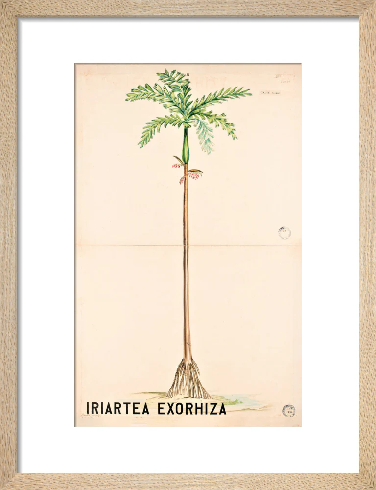 Iriartea Exorrhiza from John Hutton Balfour Teaching Diagram Collection - Image 6