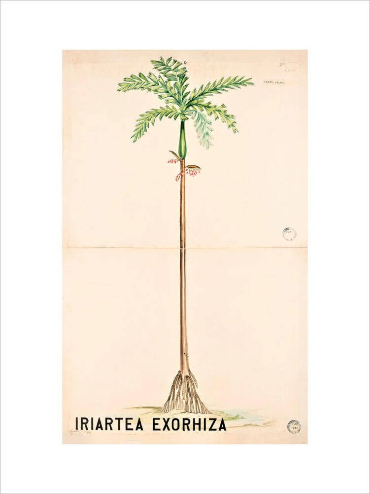 Iriartea Exorrhiza from John Hutton Balfour Teaching Diagram Collection - Image 7