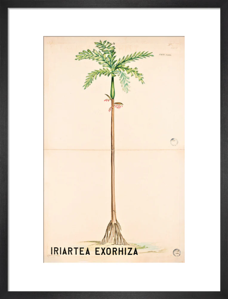 Iriartea Exorrhiza from John Hutton Balfour Teaching Diagram Collection - Image 8