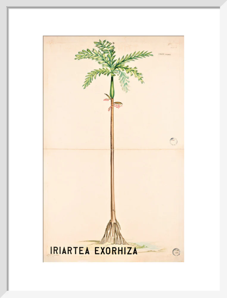 Iriartea Exorrhiza from John Hutton Balfour Teaching Diagram Collection - Image 9