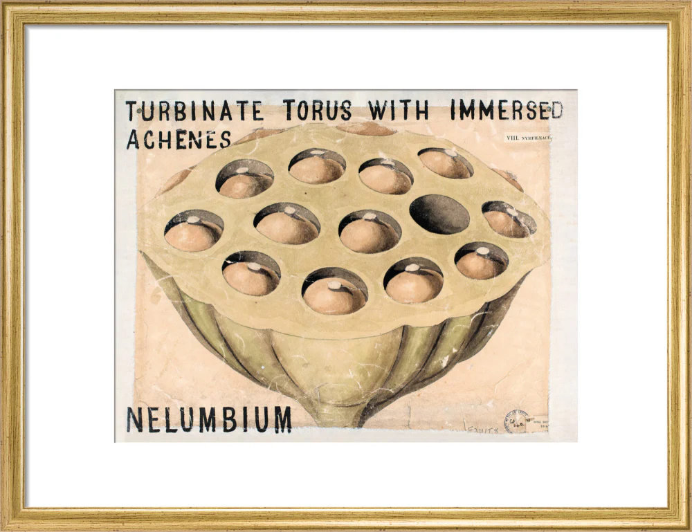 Nelumbium from John Hutton Balfour Teaching Diagram Collection - Image 10