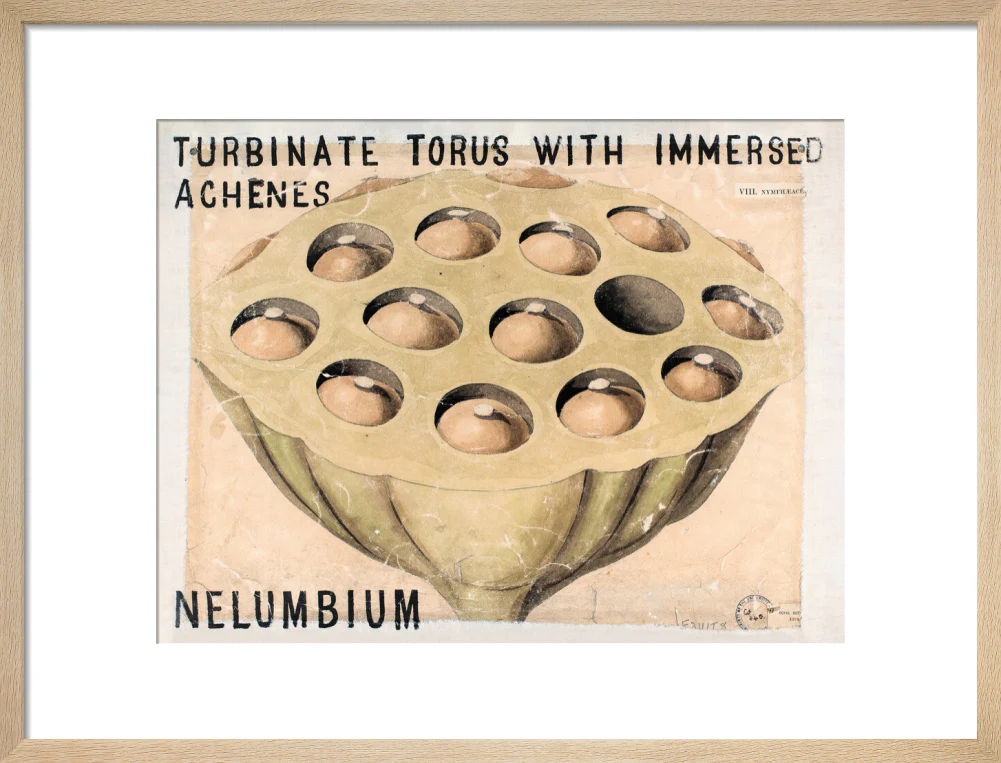 Nelumbium from John Hutton Balfour Teaching Diagram Collection - Image 11