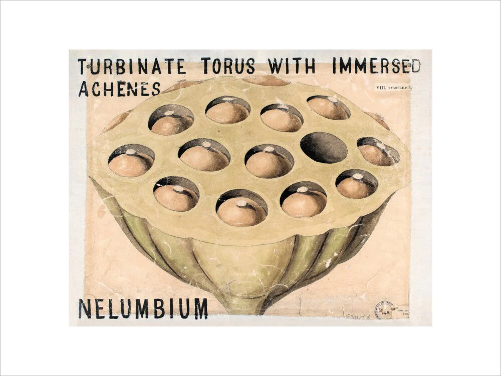 Nelumbium from John Hutton Balfour Teaching Diagram Collection - Image 12