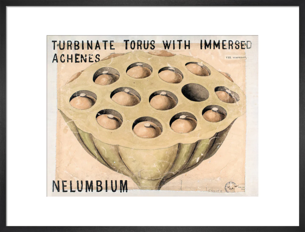 Nelumbium from John Hutton Balfour Teaching Diagram Collection - Image 13