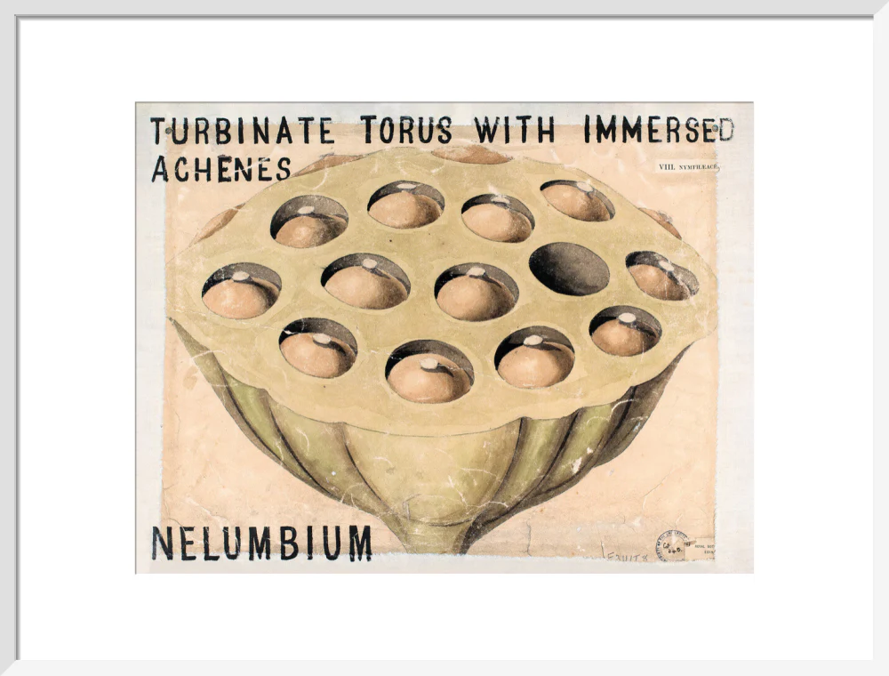 Nelumbium from John Hutton Balfour Teaching Diagram Collection - Image 14