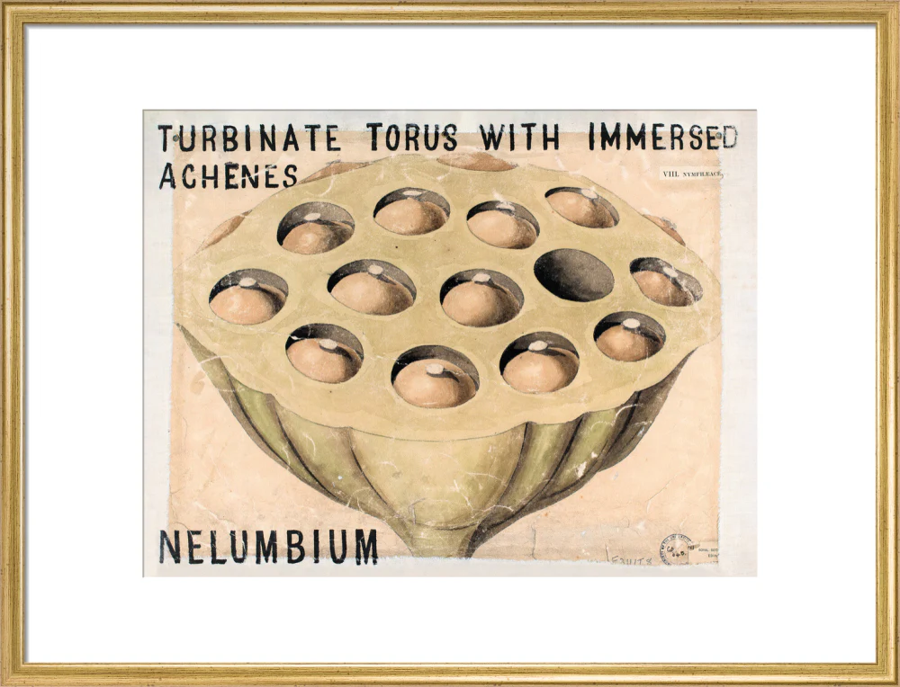 Nelumbium from John Hutton Balfour Teaching Diagram Collection - Image 15