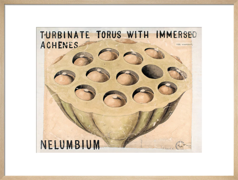 Nelumbium from John Hutton Balfour Teaching Diagram Collection - Image 16