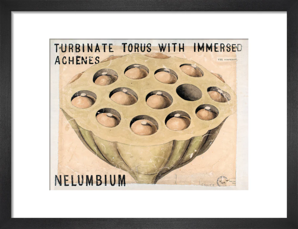 Nelumbium from John Hutton Balfour Teaching Diagram Collection - Image 3