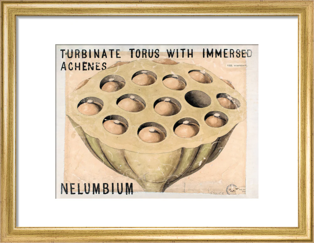 Nelumbium from John Hutton Balfour Teaching Diagram Collection - Image 5