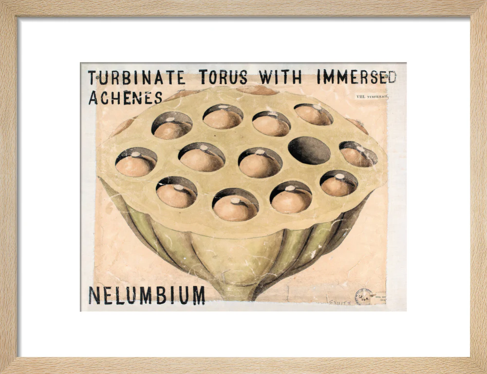 Nelumbium from John Hutton Balfour Teaching Diagram Collection - Image 6