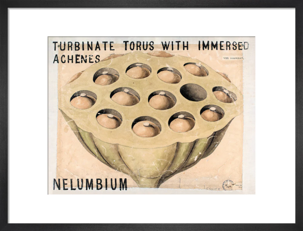 Nelumbium from John Hutton Balfour Teaching Diagram Collection - Image 8