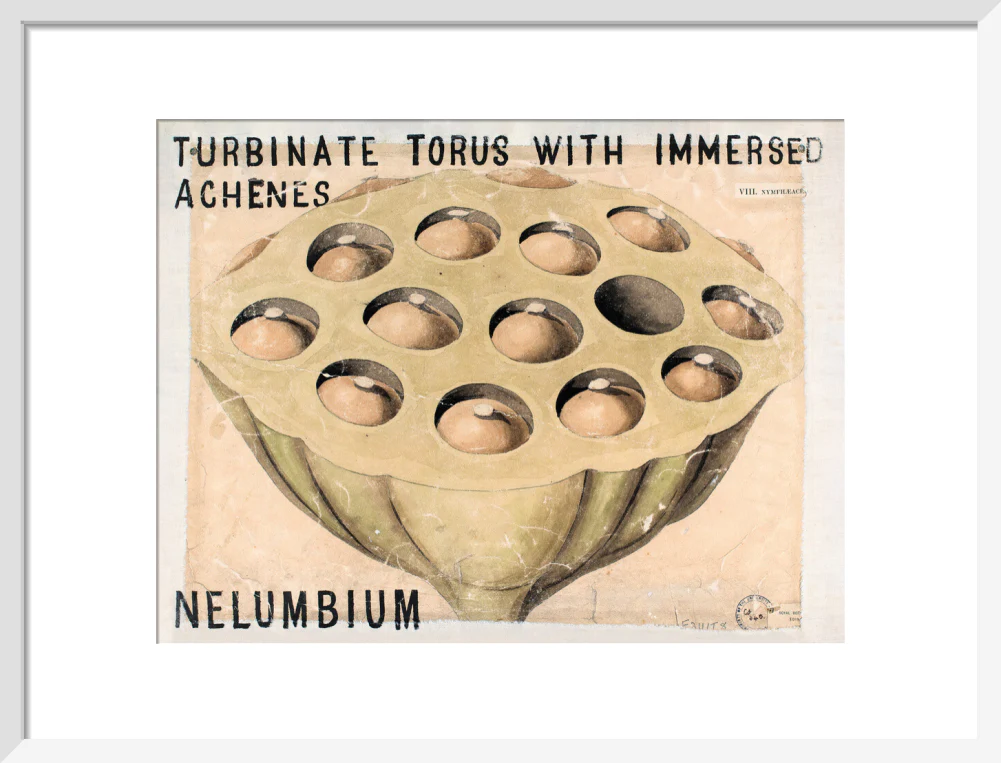 Nelumbium from John Hutton Balfour Teaching Diagram Collection - Image 9