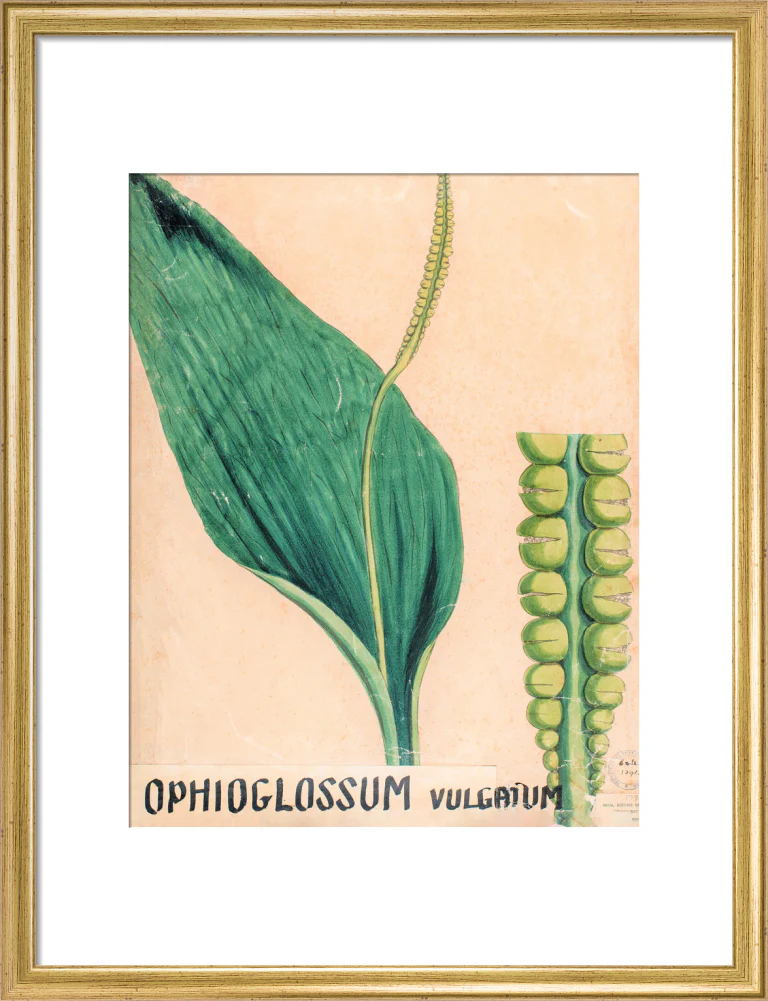 Ophioglossum Vulgatum from John Hutton Balfour Teaching Diagram Collection - Image 10
