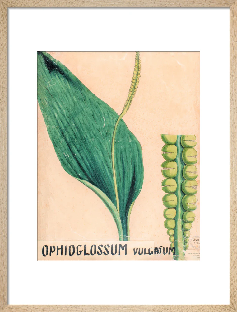 Ophioglossum Vulgatum from John Hutton Balfour Teaching Diagram Collection - Image 11