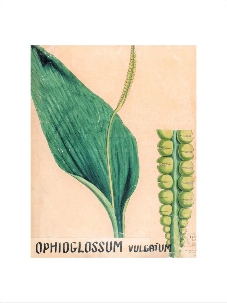 Ophioglossum Vulgatum from John Hutton Balfour Teaching Diagram Collection - Image 12