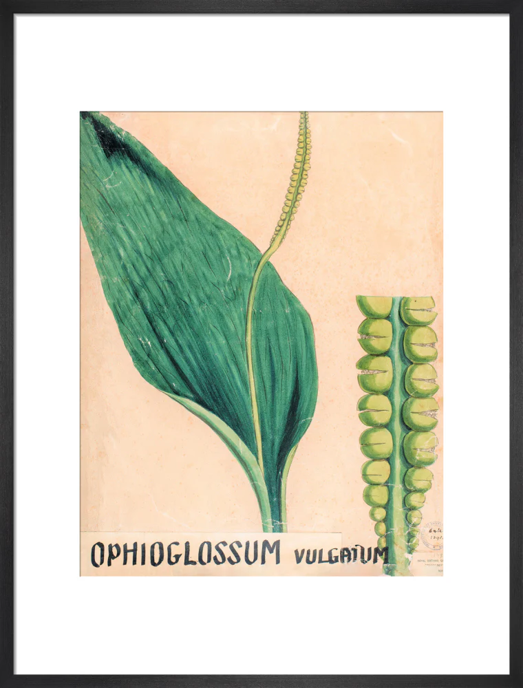 Ophioglossum Vulgatum from John Hutton Balfour Teaching Diagram Collection - Image 13