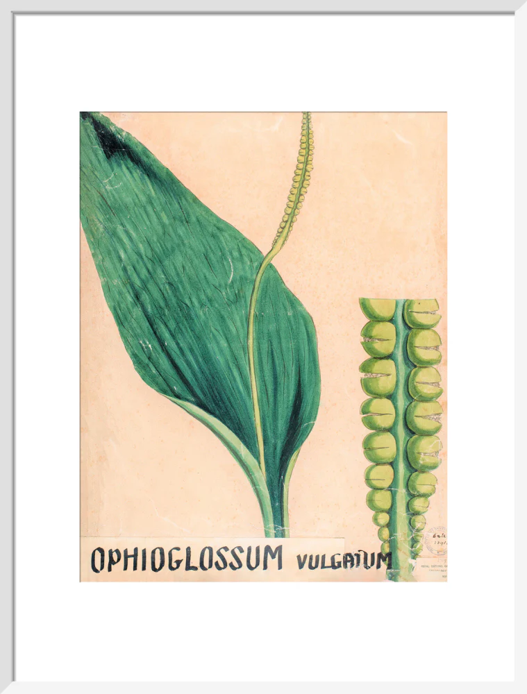 Ophioglossum Vulgatum from John Hutton Balfour Teaching Diagram Collection - Image 14
