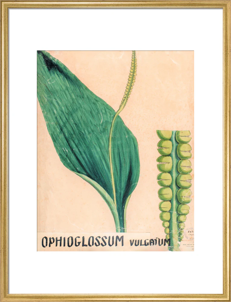 Ophioglossum Vulgatum from John Hutton Balfour Teaching Diagram Collection - Image 15