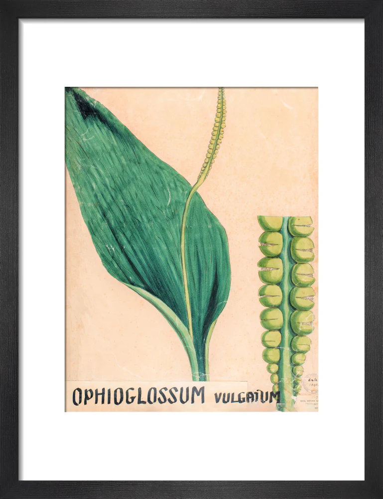 Ophioglossum Vulgatum from John Hutton Balfour Teaching Diagram Collection - Image 3