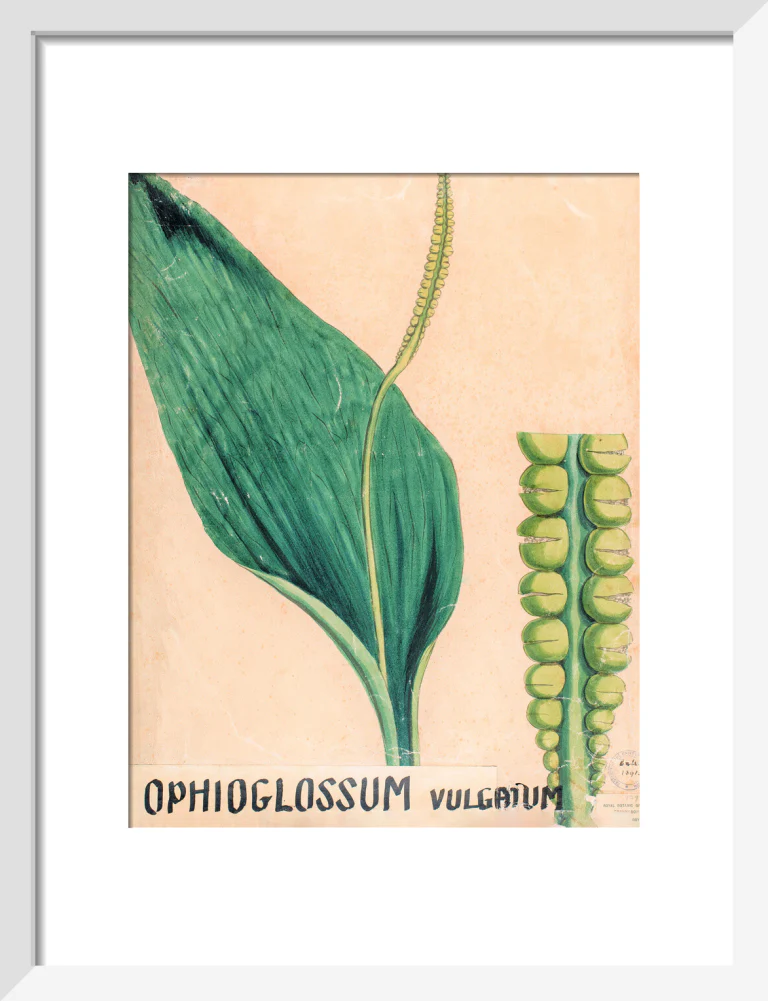 Ophioglossum Vulgatum from John Hutton Balfour Teaching Diagram Collection - Image 4