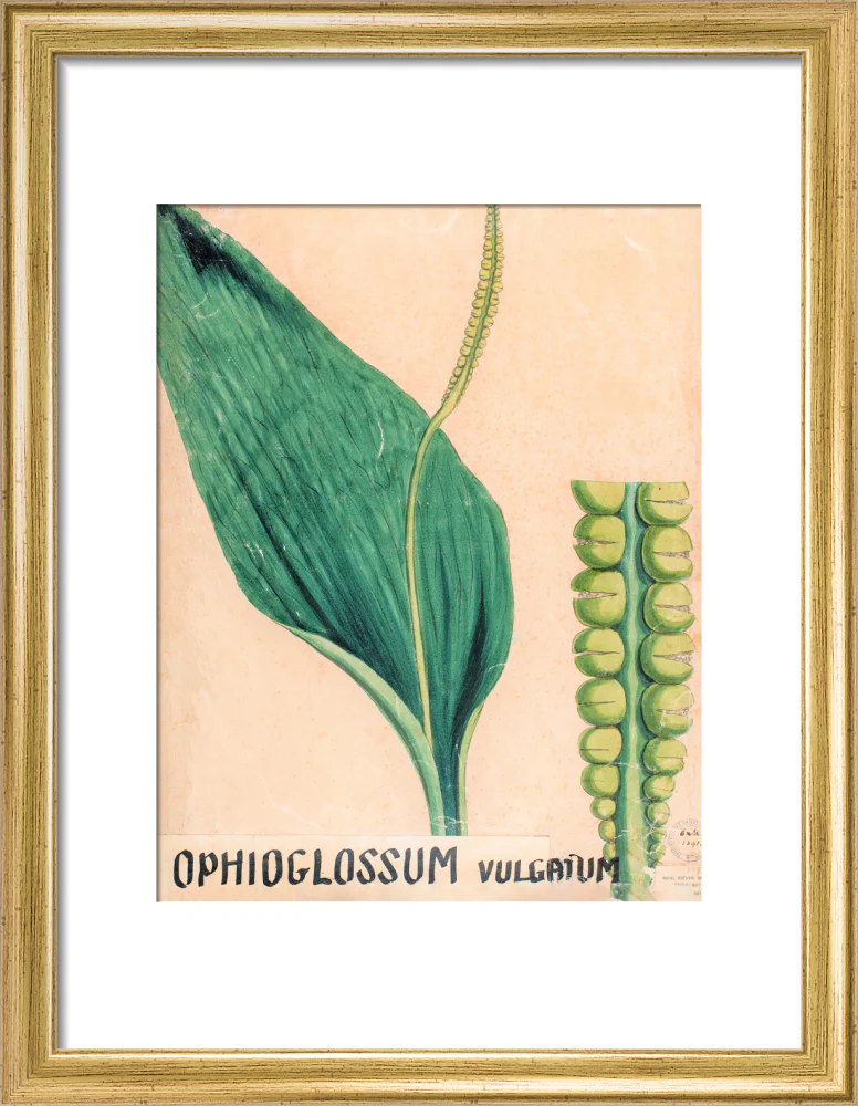 Ophioglossum Vulgatum from John Hutton Balfour Teaching Diagram Collection - Image 5