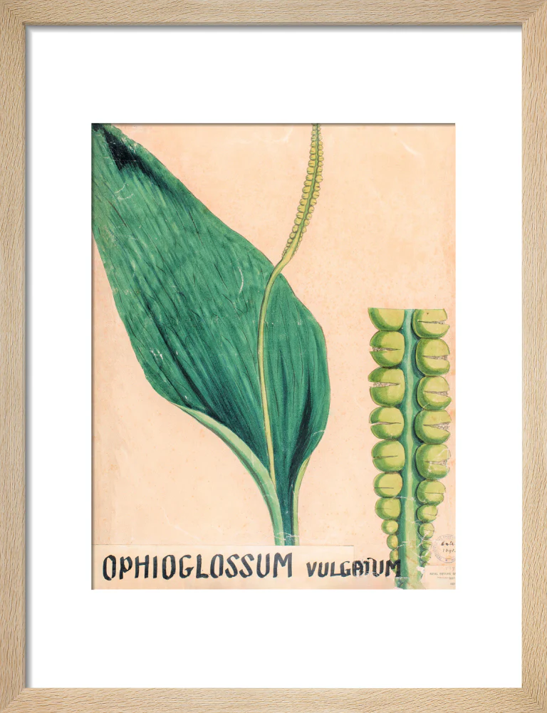 Ophioglossum Vulgatum from John Hutton Balfour Teaching Diagram Collection - Image 6