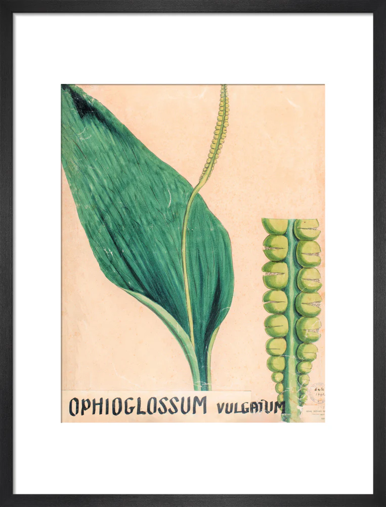 Ophioglossum Vulgatum from John Hutton Balfour Teaching Diagram Collection - Image 8