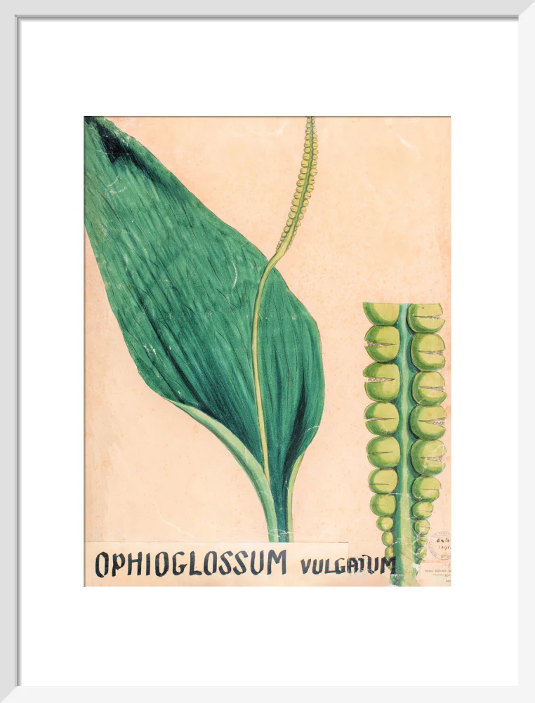 Ophioglossum Vulgatum from John Hutton Balfour Teaching Diagram Collection - Image 9