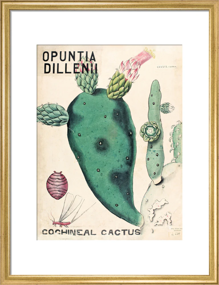 Opuntia Dillenis from John Hutton Balfour Teaching Diagram Collection - Image 10