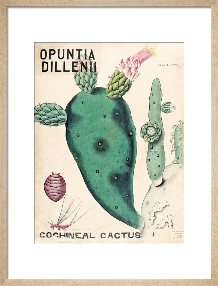 Opuntia Dillenis from John Hutton Balfour Teaching Diagram Collection - Image 11
