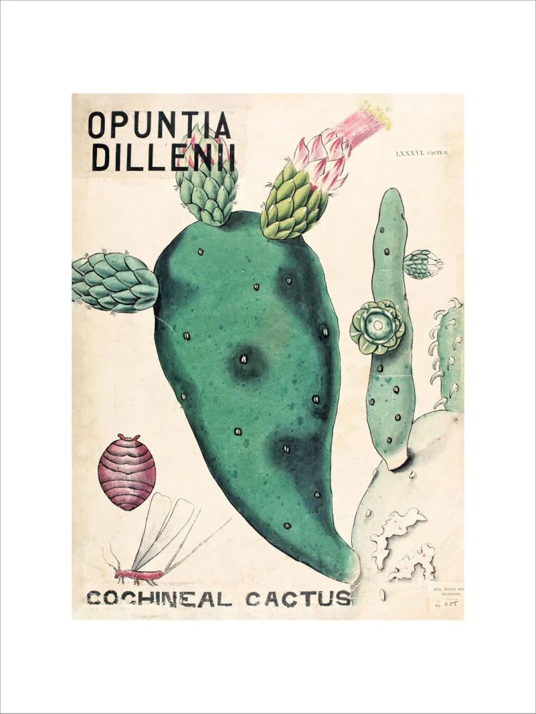 Opuntia Dillenis from John Hutton Balfour Teaching Diagram Collection - Image 12