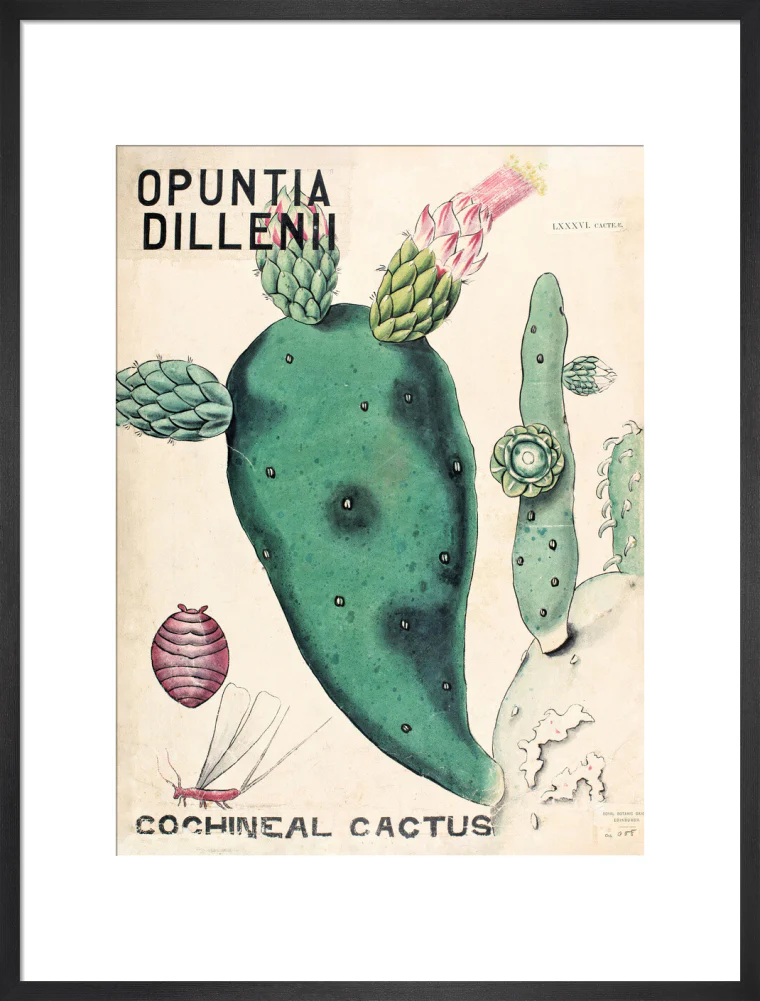 Opuntia Dillenis from John Hutton Balfour Teaching Diagram Collection - Image 13