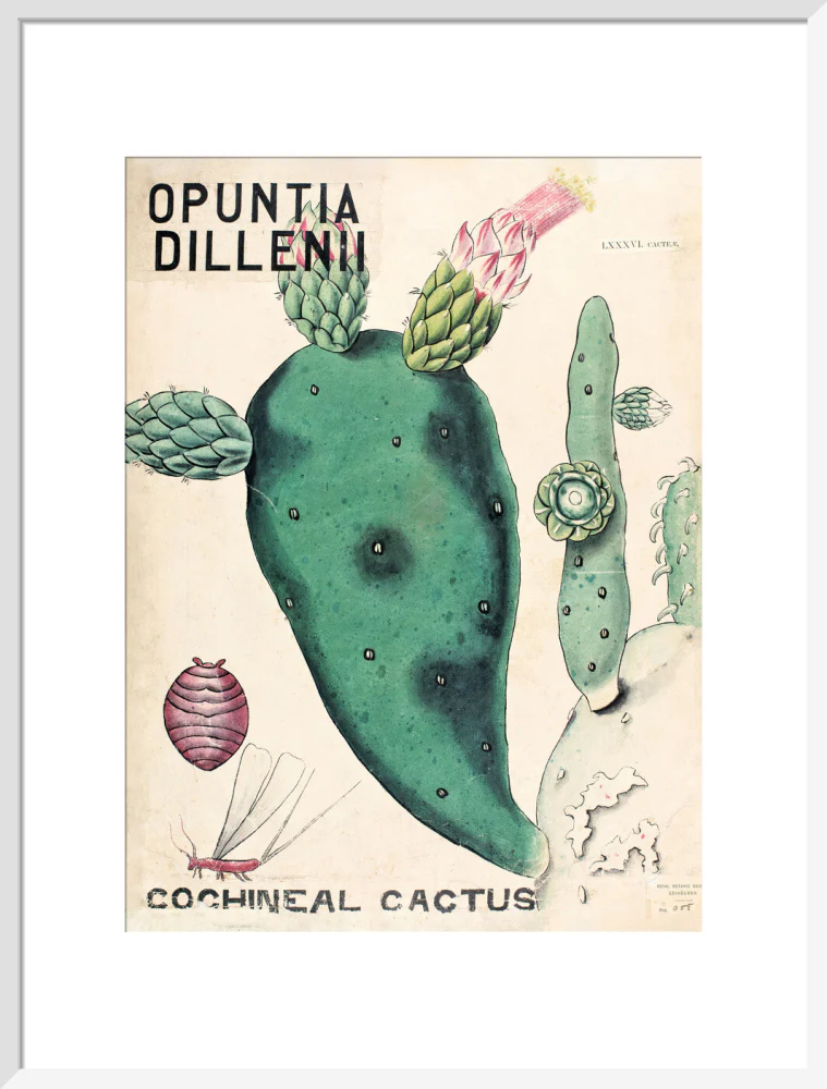 Opuntia Dillenis from John Hutton Balfour Teaching Diagram Collection - Image 14