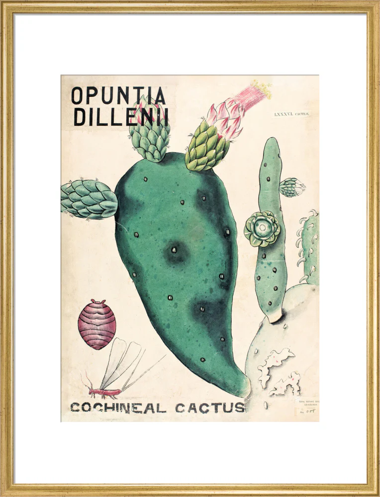 Opuntia Dillenis from John Hutton Balfour Teaching Diagram Collection - Image 15