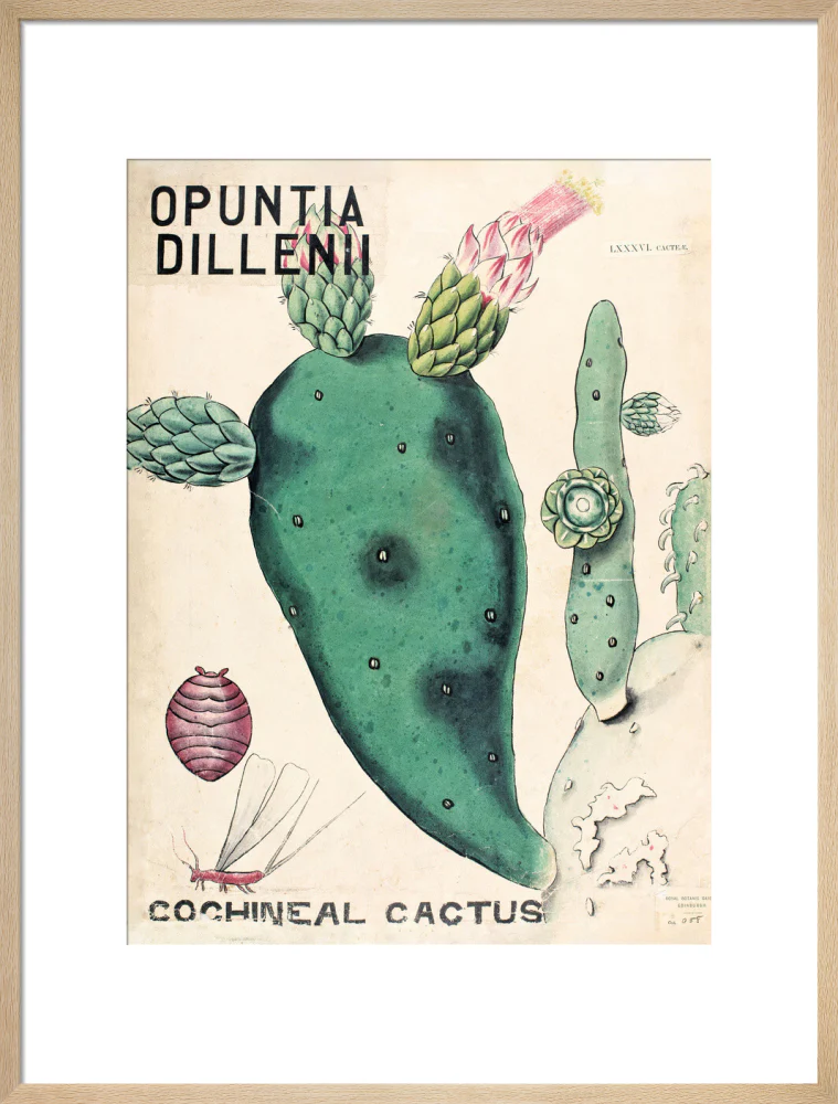 Opuntia Dillenis from John Hutton Balfour Teaching Diagram Collection - Image 16