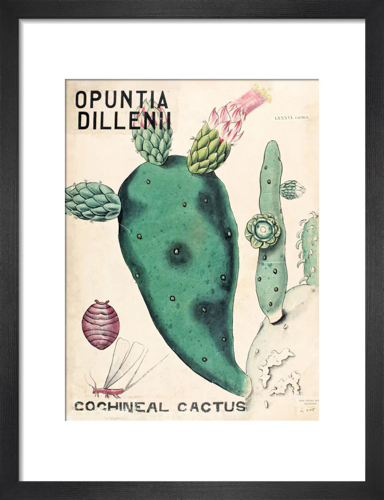 Opuntia Dillenis from John Hutton Balfour Teaching Diagram Collection - Image 3
