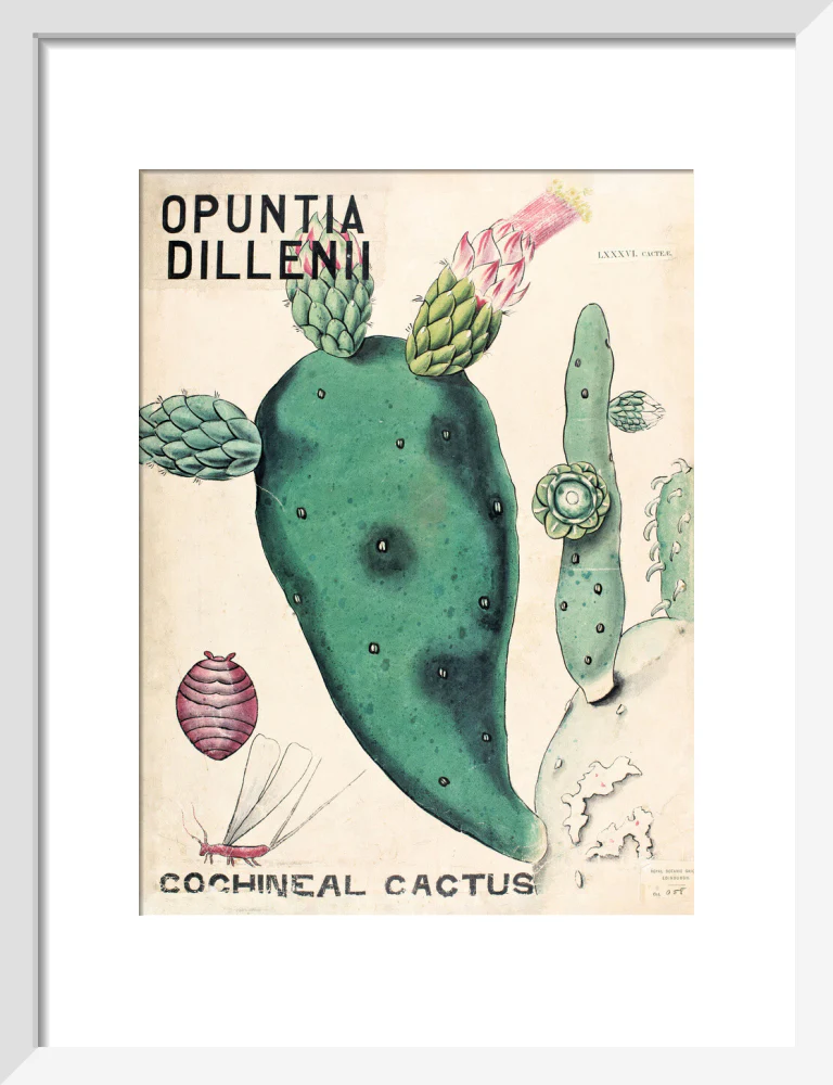 Opuntia Dillenis from John Hutton Balfour Teaching Diagram Collection - Image 4