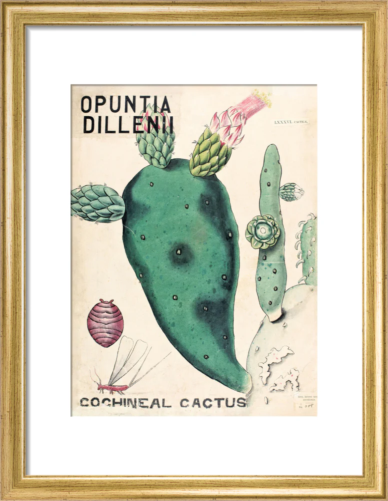Opuntia Dillenis from John Hutton Balfour Teaching Diagram Collection - Image 5
