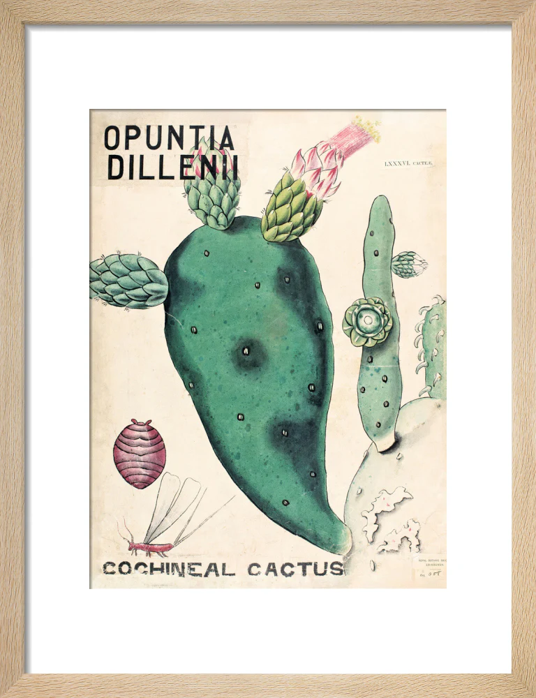 Opuntia Dillenis from John Hutton Balfour Teaching Diagram Collection - Image 6