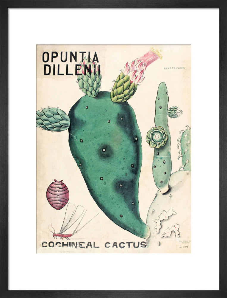 Opuntia Dillenis from John Hutton Balfour Teaching Diagram Collection - Image 8