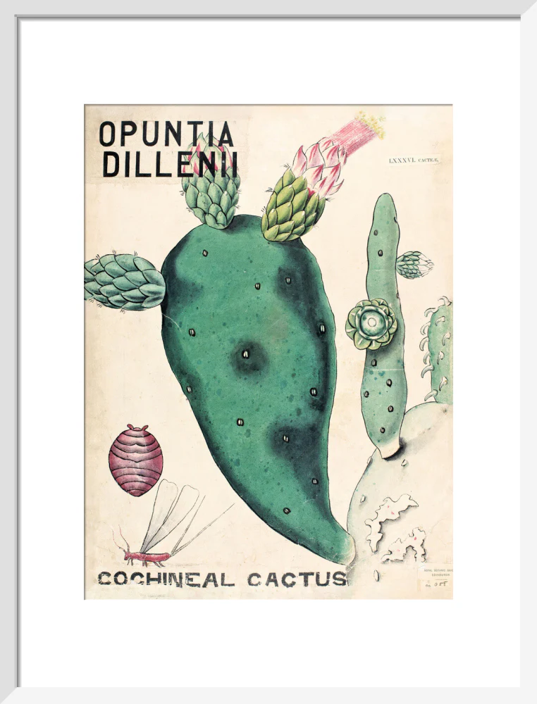 Opuntia Dillenis from John Hutton Balfour Teaching Diagram Collection - Image 9